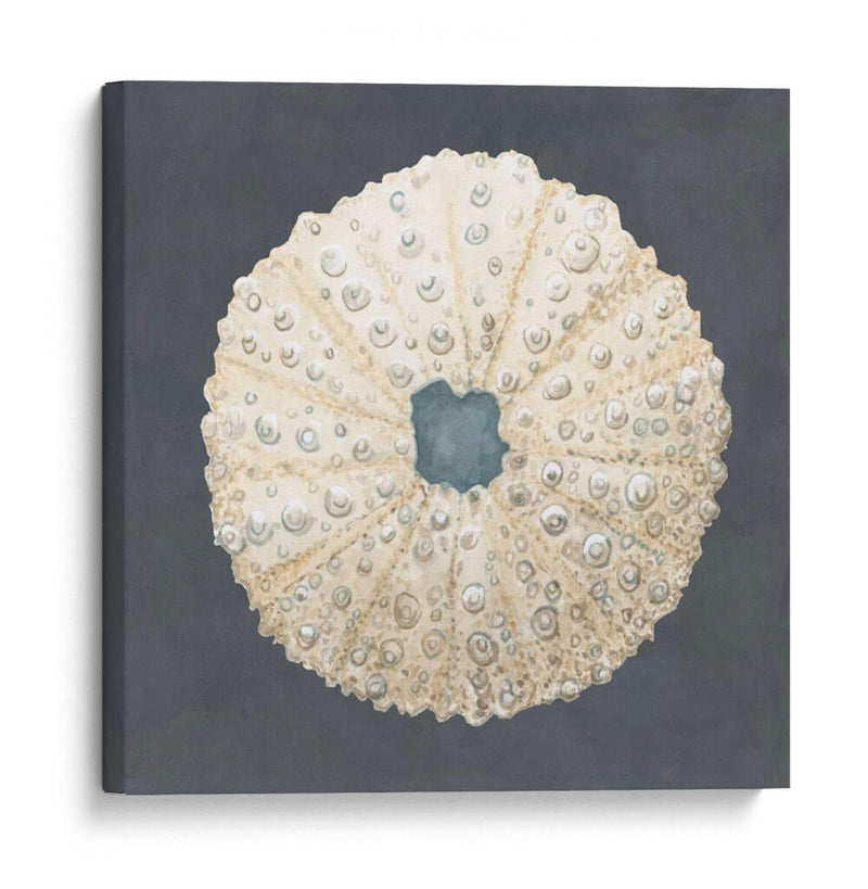 Shell En La Pizarra Vii - Megan Meagher | Cuadro decorativo de Canvas Lab