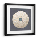 Shell En La Pizarra Vii - Megan Meagher | Cuadro decorativo de Canvas Lab