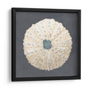 Shell En La Pizarra Vii - Megan Meagher | Cuadro decorativo de Canvas Lab