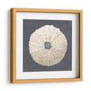 Shell En La Pizarra Vii - Megan Meagher | Cuadro decorativo de Canvas Lab