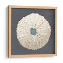 Shell En La Pizarra Vii - Megan Meagher | Cuadro decorativo de Canvas Lab