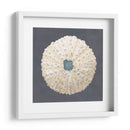 Shell En La Pizarra Vii - Megan Meagher | Cuadro decorativo de Canvas Lab