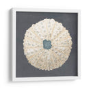 Shell En La Pizarra Vii - Megan Meagher | Cuadro decorativo de Canvas Lab
