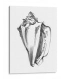 Ua Ch Shell Bosquejo I - Ethan Harper | Cuadro decorativo de Canvas Lab