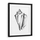 Ua Ch Shell Bosquejo I - Ethan Harper | Cuadro decorativo de Canvas Lab