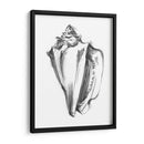 Ua Ch Shell Bosquejo I - Ethan Harper | Cuadro decorativo de Canvas Lab