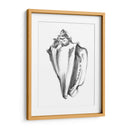 Ua Ch Shell Bosquejo I - Ethan Harper | Cuadro decorativo de Canvas Lab