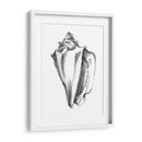 Ua Ch Shell Bosquejo I - Ethan Harper | Cuadro decorativo de Canvas Lab