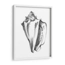 Ua Ch Shell Bosquejo I - Ethan Harper | Cuadro decorativo de Canvas Lab