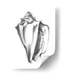 Ua Ch Shell Bosquejo I - Ethan Harper | Cuadro decorativo de Canvas Lab