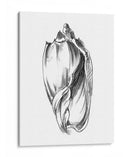Ua Ch Shell Sketch Ii - Ethan Harper | Cuadro decorativo de Canvas Lab