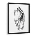 Ua Ch Shell Sketch Ii - Ethan Harper | Cuadro decorativo de Canvas Lab