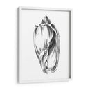 Ua Ch Shell Sketch Ii - Ethan Harper | Cuadro decorativo de Canvas Lab