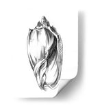 Ua Ch Shell Sketch Ii - Ethan Harper | Cuadro decorativo de Canvas Lab