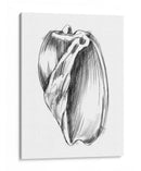 Ua Ch Shell Bosquejo Iii - Ethan Harper | Cuadro decorativo de Canvas Lab