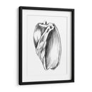 Ua Ch Shell Bosquejo Iii - Ethan Harper | Cuadro decorativo de Canvas Lab