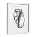 Ua Ch Shell Bosquejo Iii - Ethan Harper | Cuadro decorativo de Canvas Lab