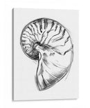Ua Ch Shell Bosquejo Iv - Ethan Harper | Cuadro decorativo de Canvas Lab