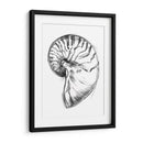 Ua Ch Shell Bosquejo Iv - Ethan Harper | Cuadro decorativo de Canvas Lab