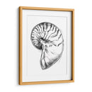 Ua Ch Shell Bosquejo Iv - Ethan Harper | Cuadro decorativo de Canvas Lab