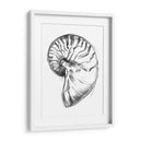 Ua Ch Shell Bosquejo Iv - Ethan Harper | Cuadro decorativo de Canvas Lab