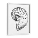 Ua Ch Shell Bosquejo Iv - Ethan Harper | Cuadro decorativo de Canvas Lab