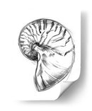 Ua Ch Shell Bosquejo Iv - Ethan Harper | Cuadro decorativo de Canvas Lab