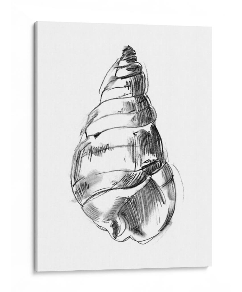 Ua Ch Shell Sketch V - Ethan Harper | Cuadro decorativo de Canvas Lab