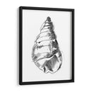 Ua Ch Shell Sketch V - Ethan Harper | Cuadro decorativo de Canvas Lab