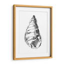 Ua Ch Shell Sketch V - Ethan Harper | Cuadro decorativo de Canvas Lab