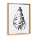 Ua Ch Shell Sketch V - Ethan Harper | Cuadro decorativo de Canvas Lab