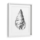 Ua Ch Shell Sketch V - Ethan Harper | Cuadro decorativo de Canvas Lab
