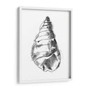 Ua Ch Shell Sketch V - Ethan Harper | Cuadro decorativo de Canvas Lab