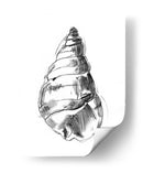 Ua Ch Shell Sketch V - Ethan Harper | Cuadro decorativo de Canvas Lab
