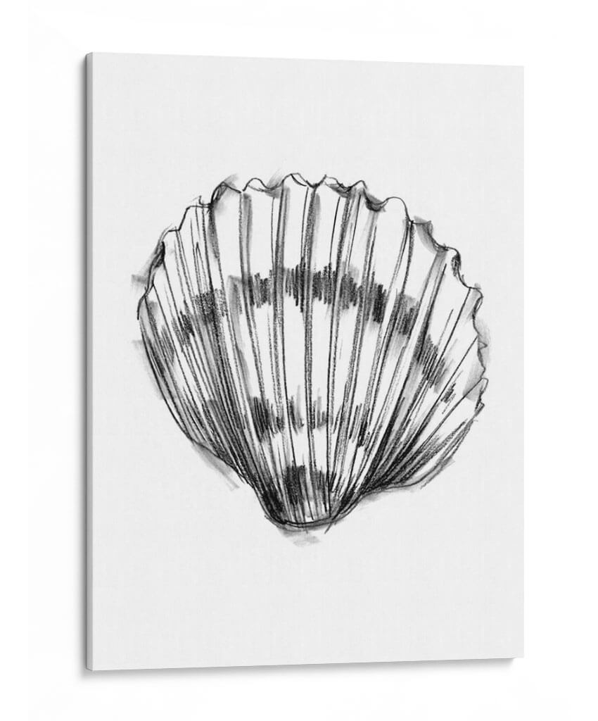 Ua Ch Shell Sketch Vi - Ethan Harper | Cuadro decorativo de Canvas Lab