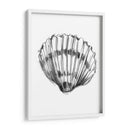 Ua Ch Shell Sketch Vi - Ethan Harper | Cuadro decorativo de Canvas Lab