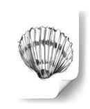 Ua Ch Shell Sketch Vi - Ethan Harper | Cuadro decorativo de Canvas Lab
