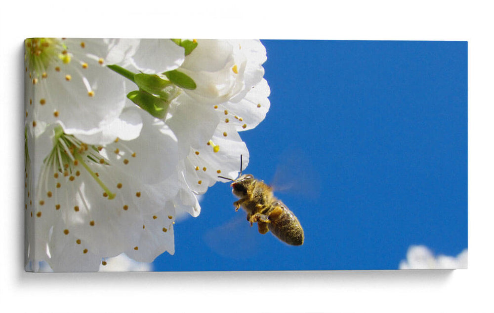 El vuelo de la abeja | Cuadro decorativo de Canvas Lab
