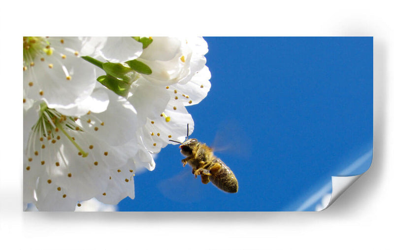 El vuelo de la abeja | Cuadro decorativo de Canvas Lab