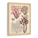 Espécimen De Algas En Coral Ii - Vision Studio | Cuadro decorativo de Canvas Lab