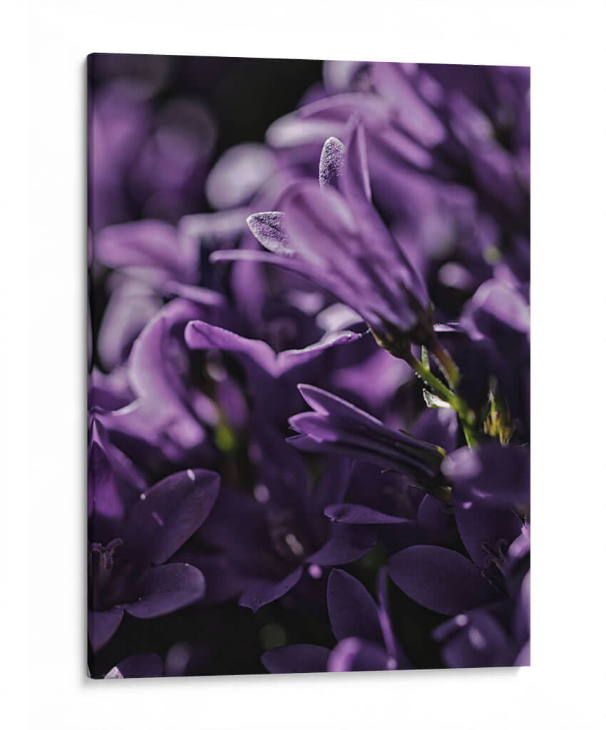 Emerger morado | Cuadro decorativo de Canvas Lab