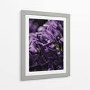Emerger morado | Cuadro decorativo de Canvas Lab