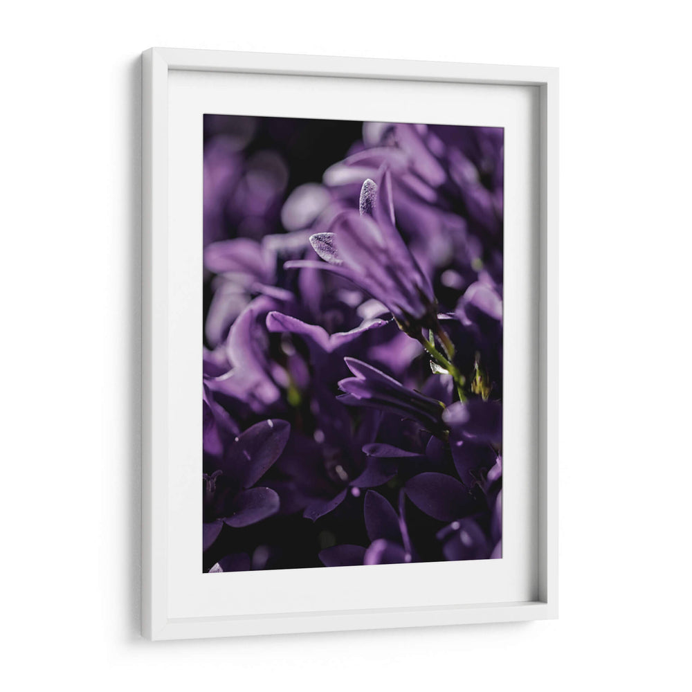 Emerger morado | Cuadro decorativo de Canvas Lab