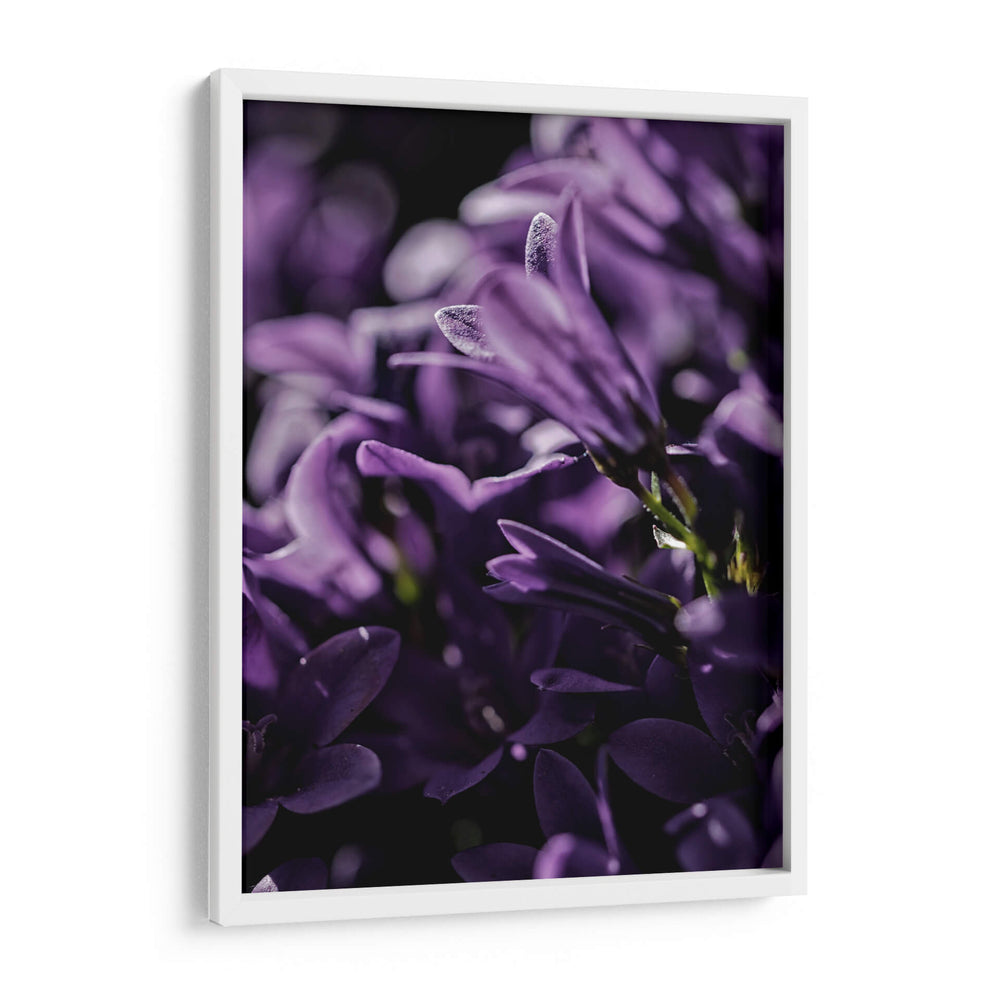 Emerger morado | Cuadro decorativo de Canvas Lab