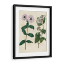 Emparejamientos De Jardín Viii - Sydenham Edwards | Cuadro decorativo de Canvas Lab