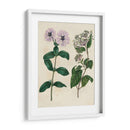 Emparejamientos De Jardín Viii - Sydenham Edwards | Cuadro decorativo de Canvas Lab