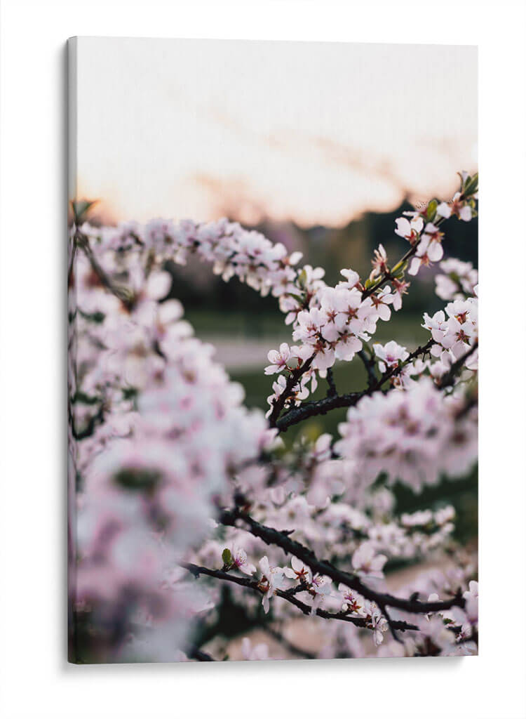 Flores de cerezo | Cuadro decorativo de Canvas Lab