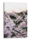 Flores de cerezo | Cuadro decorativo de Canvas Lab