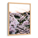 Flores de cerezo | Cuadro decorativo de Canvas Lab