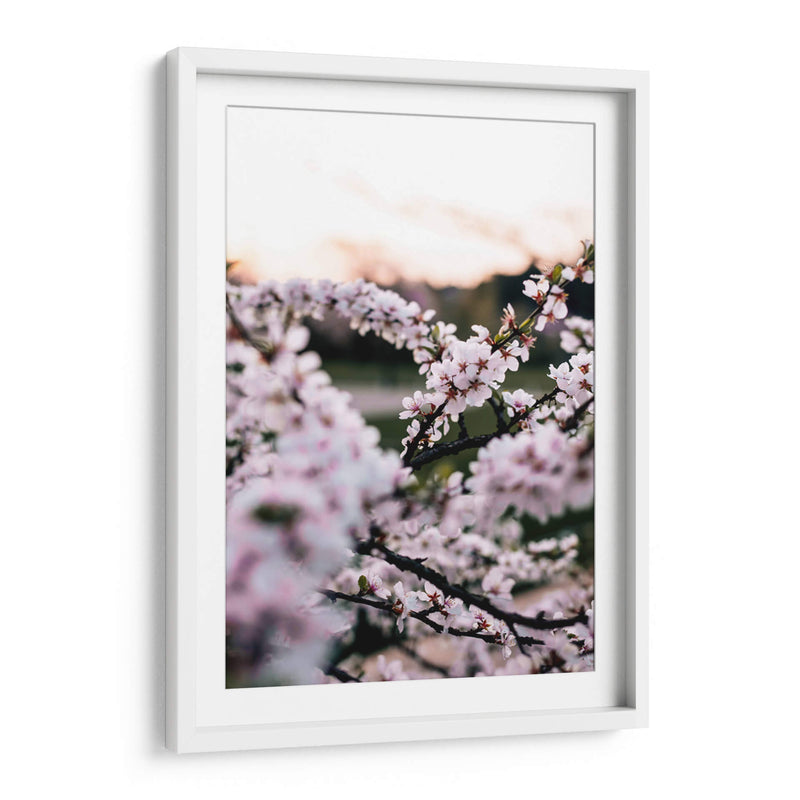 Flores de cerezo | Cuadro decorativo de Canvas Lab